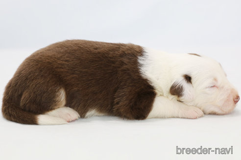 成約済の神奈川県のボーダーコリー-319178の5枚目